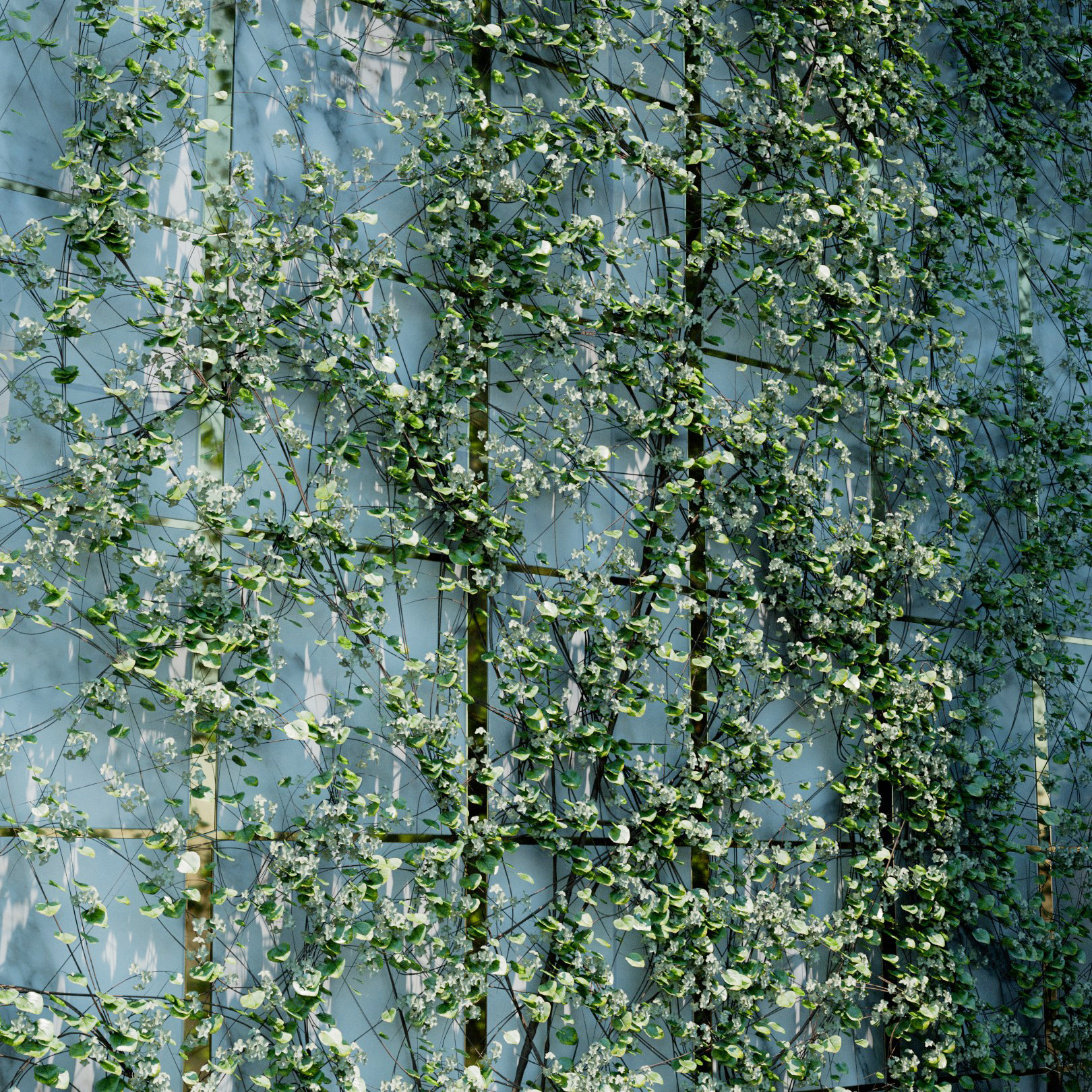 Muehlenbeckia Complexa Ivy Preset
